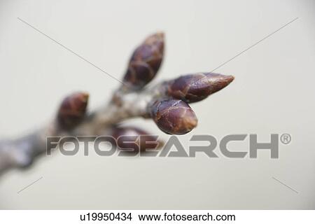 Leaf Bud View Large Photo Image Picture - Leaf Bud. Fotosearch
