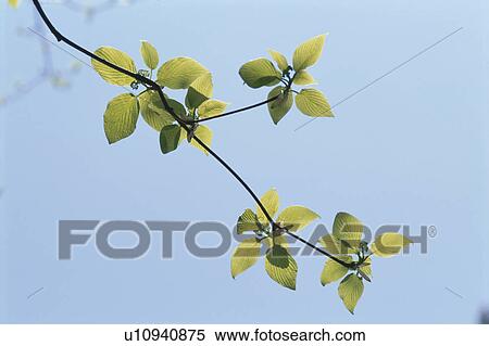 Stock Photography - Leaf. Fotosearch