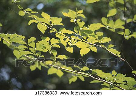Leaves On Branch View Large Photo Image Stock Photo - Leaves On Branch. Fotosearch