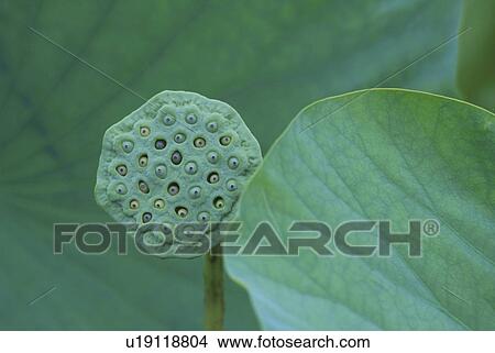 Lotus View Large Photo Image Picture - Lotus. Fotosearch