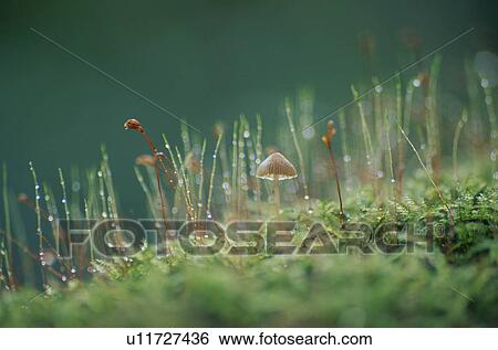 Mushroom In Grass View Large Photo Image Stock Photograph - Mushroom In Grass. Fotosearch
