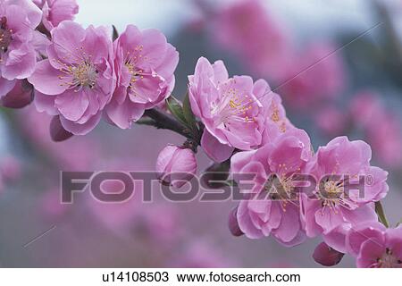 Stock Image - Peach Blossom. Fotosearch