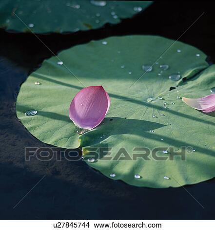 Petal On Lilypad View Large Photo Image Picture - Petal On Lilypad. Fotosearch