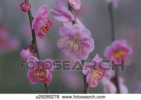 Stock Photo - Plum Blossom. Fotosearch