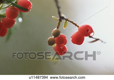 Red Berries On Branch View Large Photo Image Picture - Red Berries On Branch. Fotosearch