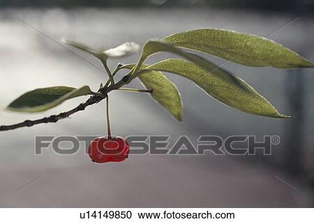 Stock Image - Red Fruit On Branch. Fotosearch
