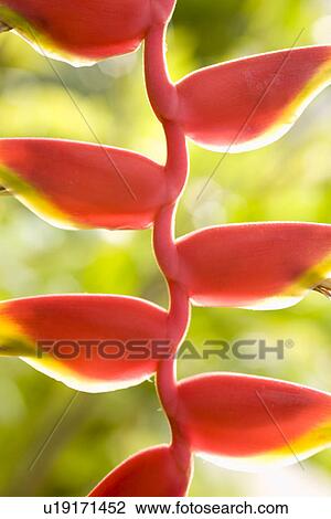Red Plant View Large Photo Image Stock Image - Red Plant. Fotosearch