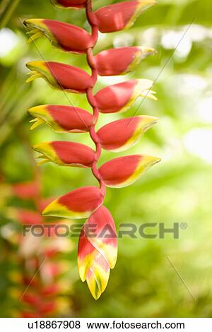 Stock Photo - Red Plant. Fotosearch