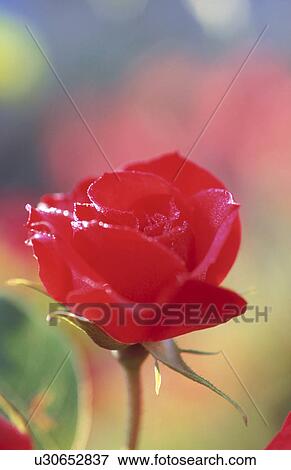Stock Photo - Red Rose. Fotosearch