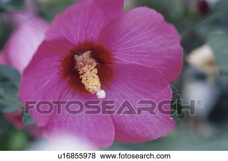 Stock Photo - Rose Of Sharon. Fotosearch