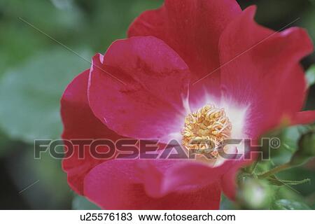 Rose View Large Photo Image Stock Image - Rose. Fotosearch