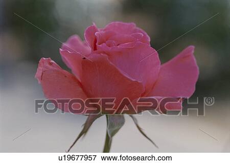 Stock Photo - Rose. Fotosearch