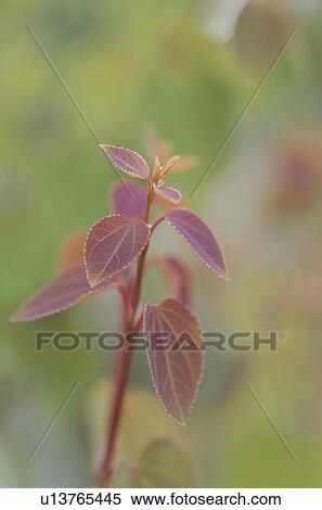 Tree View Large Photo Image Stock Photography - Tree. Fotosearch