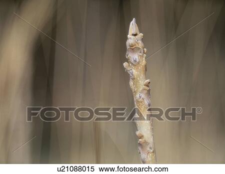 Walnut Buds View Large Photo Image Stock Photography - Walnut Buds. Fotosearch