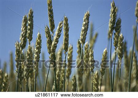 Stock Photo - Wheat. Fotosearch