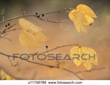 Stock Photo - Yellow Leaves. Fotosearch