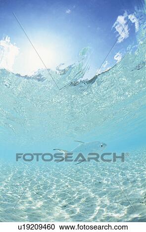 Fish View Large Photo Image Stock Image - Fish. Fotosearch
