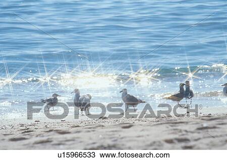 Stock Image - Seagulls On Beach. Fotosearch