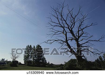 Stock Image - A Blue Sky And A Tree In France. Fotosearch