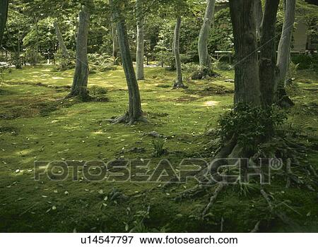A Wood And Moss View Large Photo Image Stock Photo - A Wood And Moss. Fotosearch