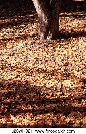 Stock Image - Autumn Leaves Near Tree Root. Fotosearch