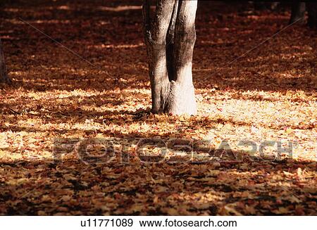 Stock Photo - Autumn Leaves Near Tree Root. Fotosearch
