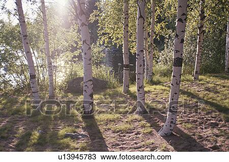 Stock Image - Birches In Sunlight. Fotosearch