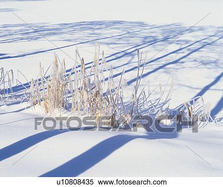 Stock Photography - Dead Grass In Snow. Fotosearch