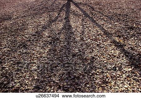 Fallen Leaves View Large Photo Image Picture - Fallen Leaves. Fotosearch