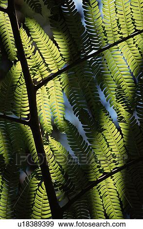 Stock Photo - Fern Leaves. Fotosearch