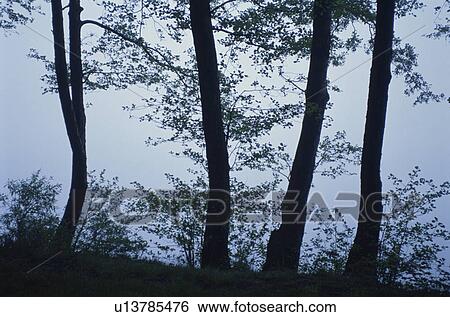 Fog And A Tree View Large Photo Image Stock Photograph - Fog And A Tree. Fotosearch