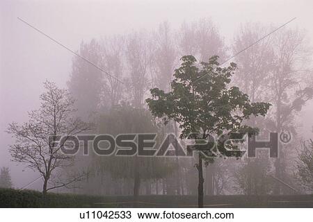 Foggy Landscape View Large Photo Image Stock Image - Foggy Landscape. Fotosearch