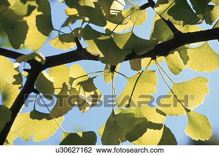 Ginkgo Branch View Large Photo Image Stock Image - Ginkgo Branch. Fotosearch