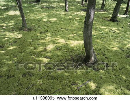 Stock Photography - Light And Moss. Fotosearch