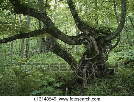 Old Tree View Large Photo Image Stock Photo - Old Tree. Fotosearch
