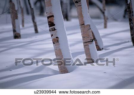 Roots Of Birches In Snow View Large Photo Image Picture - Roots Of Birches In Snow. Fotosearch