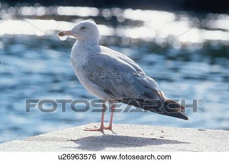 Seagull On Wall View Large Photo Image Stock Photograph - Seagull On Wall. Fotosearch