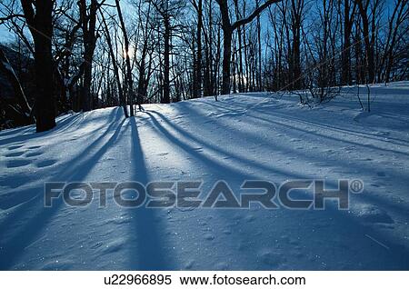 Stock Photography - Shadows Of Trees On Snow. Fotosearch