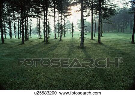 Sunlight Through Trees View Large Photo Image Stock Image - Sunlight Through Trees. Fotosearch