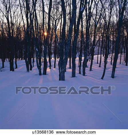 Sunset Through Trees View Large Photo Image Stock Photograph - Sunset Through Trees. Fotosearch