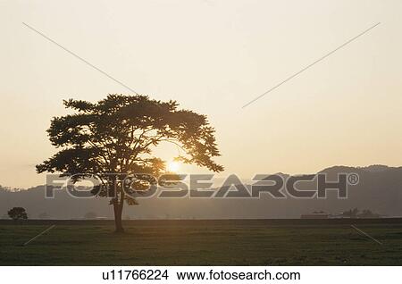 The Setting Sun And A Standing Tree View Large Photo Image Picture - The Setting Sun And A Standing Tree. Fotosearch