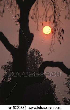 Stock Image - The Setting Sun And A Tree. Fotosearch