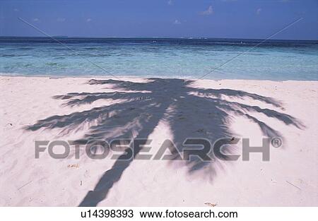 Stock Image - The Silhouette Of A Coconut Tree. Fotosearch
