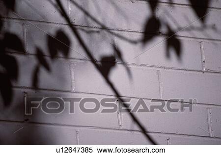 Stock Photography - Tree Shadow On Brick Wall. Fotosearch