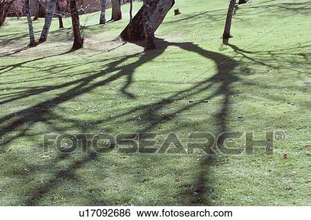 Stock Photograph - Tree Shadows On Lawn. Fotosearch