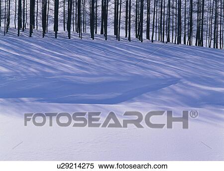 Tree Shadows On Snow View Large Photo Image Stock Photography - Tree Shadows On Snow. Fotosearch