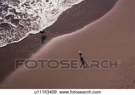 Herring Gulls On Sandy Beach View Large Photo Image Stock Photo - Herring Gulls On Sandy Beach. Fotosearch