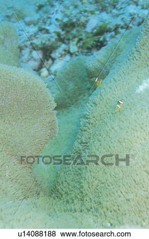 A Sea Anemone And A Bear Flea View Large Photo Image Stock Photo - A Sea Anemone And A Bear Flea. Fotosearch
