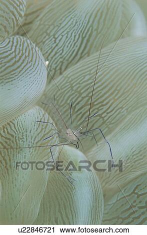 Stock Image - A Sea Anemone And A Transparent Shrimp. Fotosearch