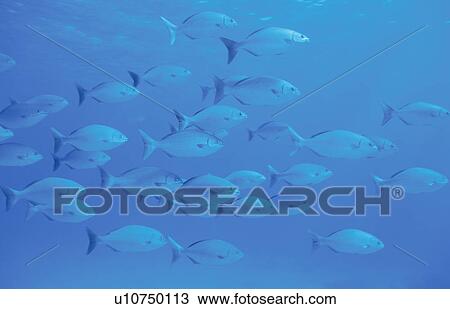 Stock Image - A Shoal Of Fish. Fotosearch